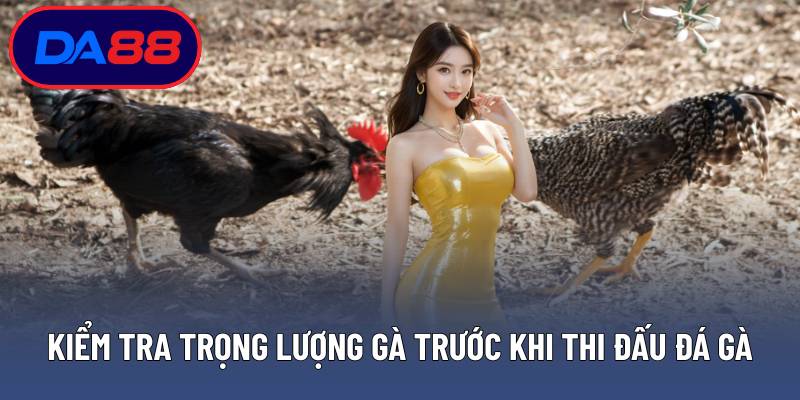 Kiểm tra trọng lượng gà trước khi thi đấu đá gà đòn truyền thống
