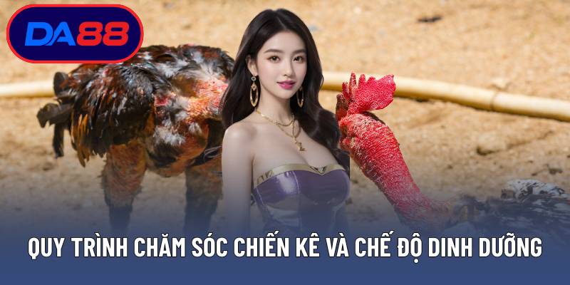 Quy trình chăm sóc chiến kê và chế độ dinh dưỡng đặc biệt